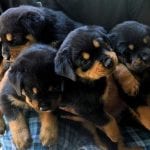 Rottweilers