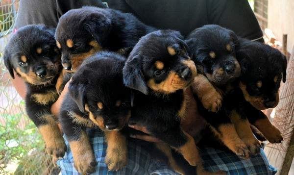 Rottweilers