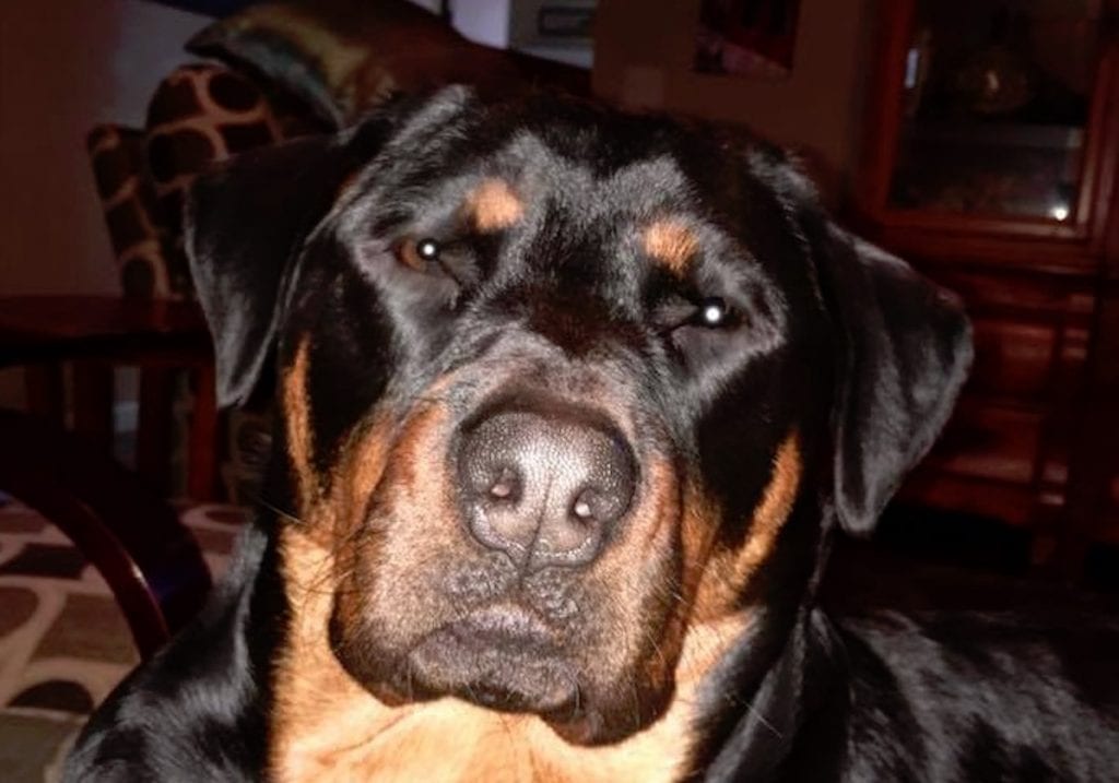 12 Reasons Why You Should Never Own Rottweilers 2 Rottweilers