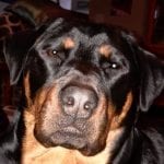 Rottweilers