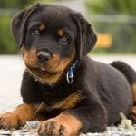 Rottweiler life