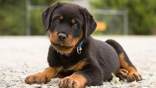 Rottweiler