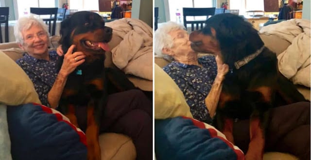 Huge Rottweiler Wins Over Grandma