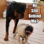 Funny Rottweiler Memes