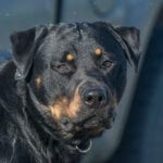 Rottweiler Names