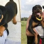 Rottweiler is Secreatly Communicating