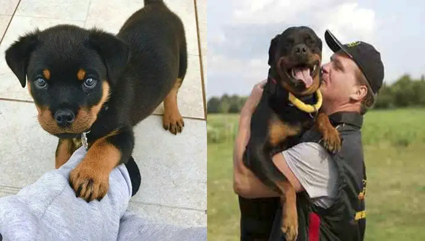 Rottweiler is Secreatly Communicating