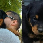 Cuddle Your Rottweiler