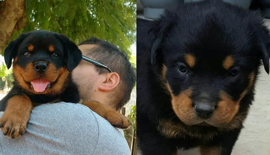Cuddle Your Rottweiler