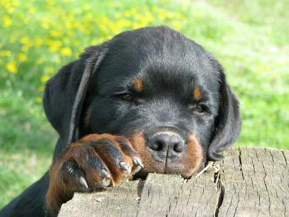 15 Pictures That Prove Rottweilers Are The Worst Dogs On Earth 1 Rottweiler
