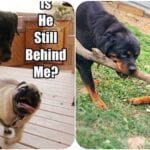 Charming Rottweilers That Just Want To Play