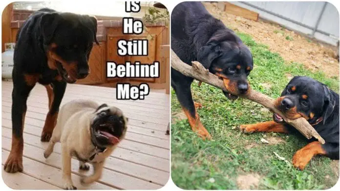 Charming Rottweilers That Just Want To Play
