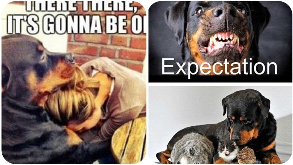 12 Funny Rottweiler Memes To Make Your Day! 2 Funny Rottweiler Memes 12