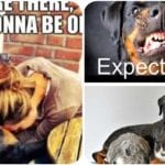 Funny Rottweiler Memes 12