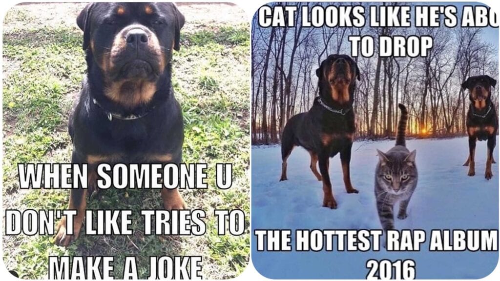 The 12 Funniest Rottweiler Memes of the Day! 2 Funniest Rottweiler Memes