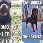 Funniest Rottweiler Memes