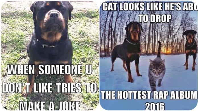 Funniest Rottweiler Memes