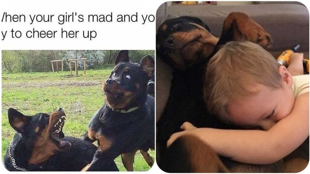 13 Funny Rottweiler Memes That Make You Laugh Too Hard 2 Funny Rottweiler Memes