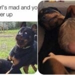 Funny Rottweiler Memes