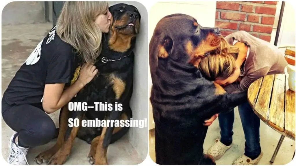 Rottweiler