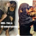Rottweiler Are Underrated