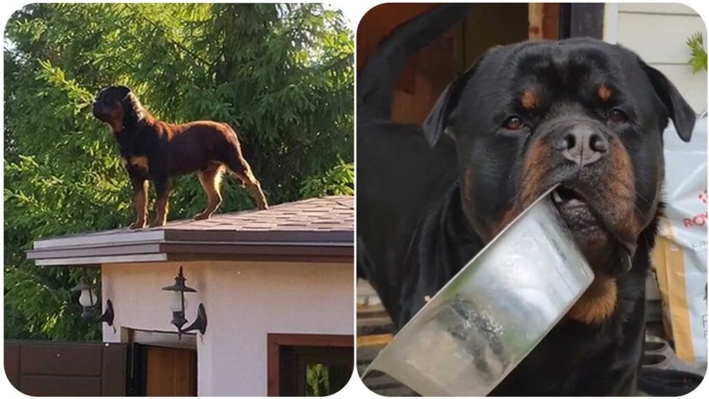 9 Things Only Rottweiler Owners Will Understand 2 Rottweiler