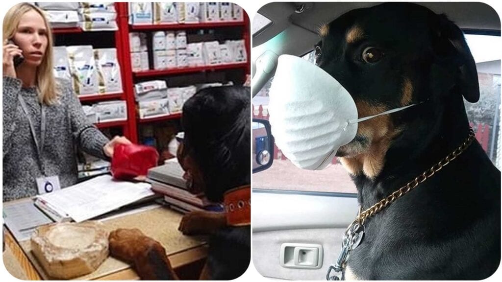 11 Funny Rottweilers Who Are Disappointed About The Coronavirus Quarantine 2 Rottweiler