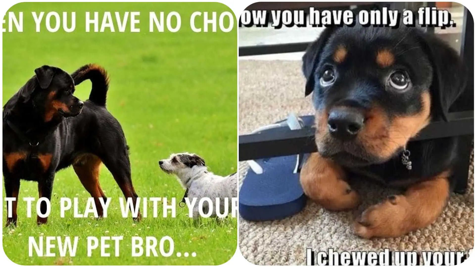 Top 8 Hilarious Rottweiler Memes From The