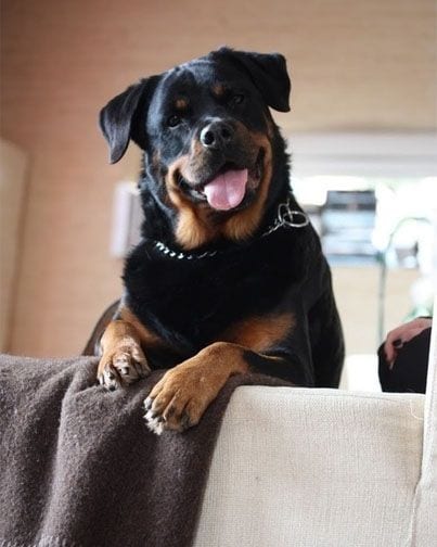 Rottweiler