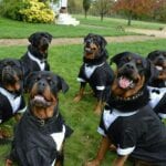 Rottweiler