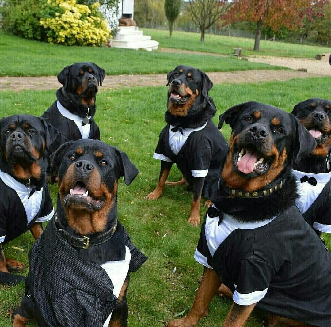 10 Reason Rottweiler Are Underrated, It is Time They Get Some More Love 1 Rottweiler