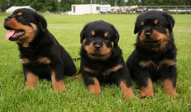 Rottweiler