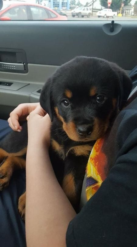 Rottweiler