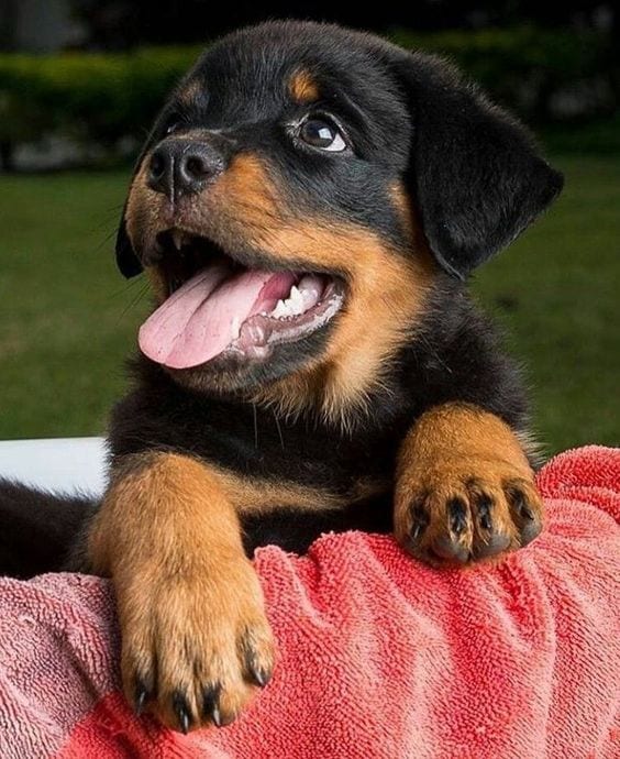 Panther Abandoned,Mother,Grows Up,Human,Rottweiler,Best Friend