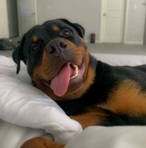 Rottweiler