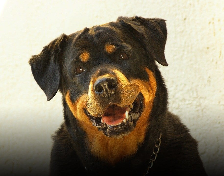 Panther Abandoned,Mother,Grows Up,Human,Rottweiler,Best Friend