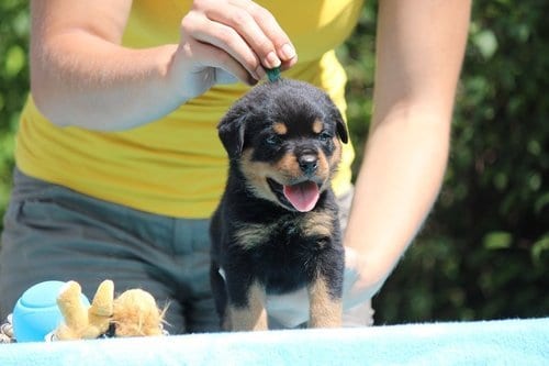 Panther Abandoned,Mother,Grows Up,Human,Rottweiler,Best Friend