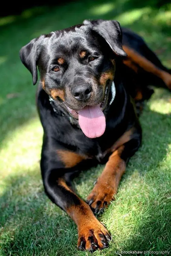 Panther Abandoned,Mother,Grows Up,Human,Rottweiler,Best Friend