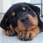 Rottweiler Dog Breed