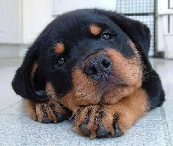 Rottweiler Dog Breed