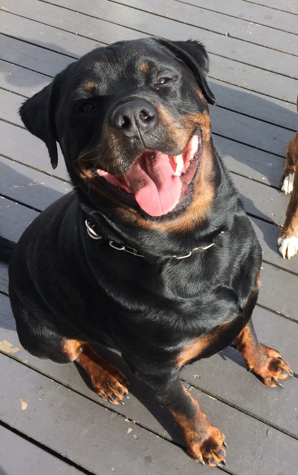 11 Signs Your Rottweiler Is Obsessed With You! 1 Rottweiler