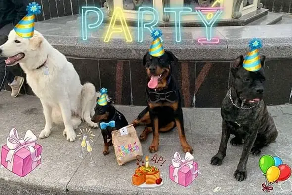 9 Things Only Rottweiler Owners Will Understand 1 Rottweiler