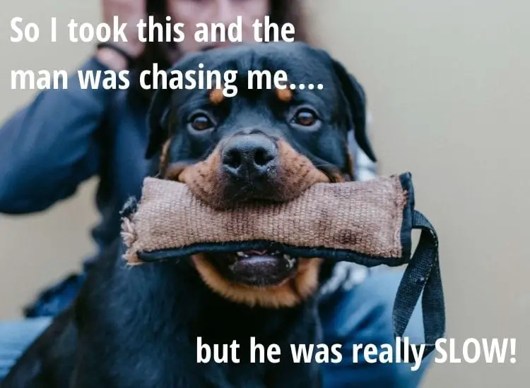 Top 8 Hilarious Rottweiler Memes From The Internet! 1 Rottweiler