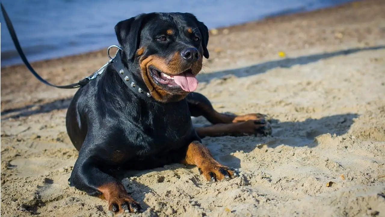 Rottweiler