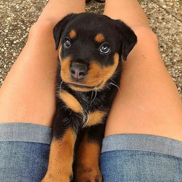 Science proved you and your Rotweiller fall in love when you look in each other’s eyes 1 Rotweiller