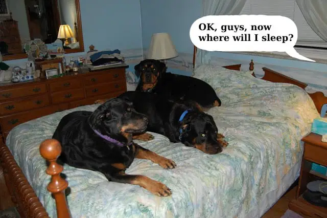 12 Of The Weirdest But Truly Wonderful Rottweilers Sleeping Positions 1 Rottweiler