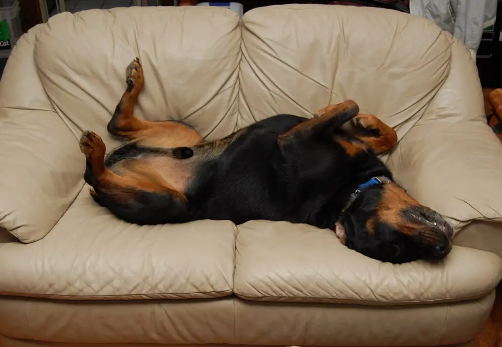 12 Of The Weirdest But Truly Wonderful Rottweilers Sleeping Positions 10 Rottweiler