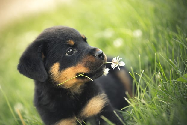 Panther Abandoned,Mother,Grows Up,Human,Rottweiler,Best Friend