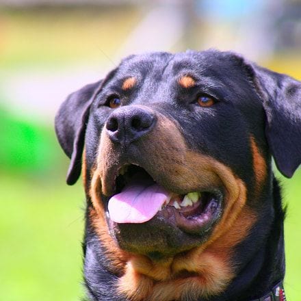 Rottweiler