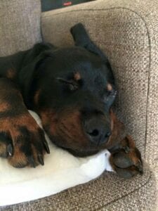 10 Things That Rottweilers Love 8 Rottweiler